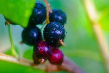 fresh black currant with drops of dew on the Bush