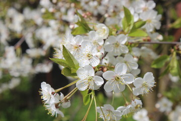 Flowers on a tree