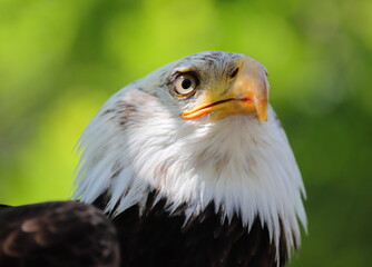 Seeadler