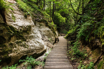 Obraz premium Wood board hiking trail of Hinni canyon( Võru, Voru County), cliff made out of an sand in Estonia, Northern Europe. Lush summer forest.