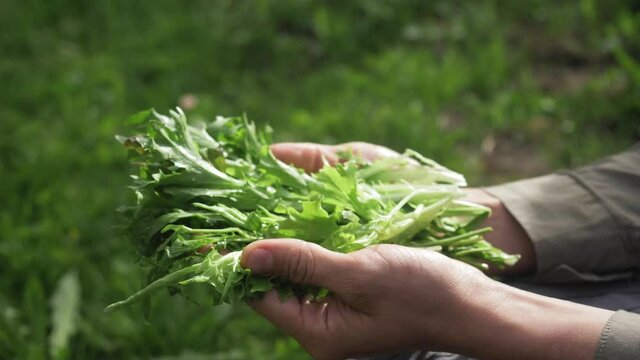 Hand of farmer picking salad and fresh arugula leaves, rucola in hydroponic greenhousе. Farmer holding fresh green herbs salad. Healthy food concept, ruccola leaves