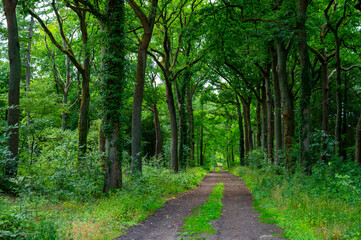 Fototapeta na wymiar Summer hiking in old oak forest with large trees