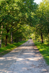 Fototapeta na wymiar Summer vacation destination in Europe, green Kempen forest and meadows in North Brabant, Netherlands in sunny day