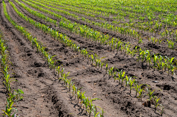 Young green sweet corn plants growing on farm field