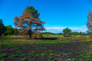 Nature disaster,  forest fire in Kempen in North Brabant, Netherlands, recovering of nature after fire