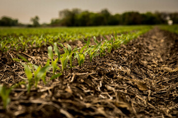 Young corn grows in rows