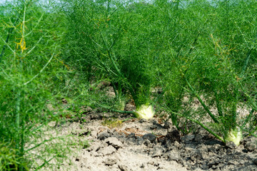 Farm field with growing green annual Florence Fennel bulbing plants. Foeniculum vulgare azoricum.