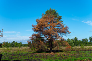 Obraz premium Nature disaster, forest fire in Kempen in North Brabant, Netherlands, recovering of nature after fire