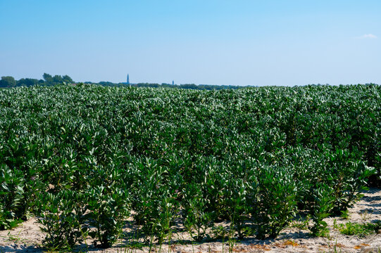 Plantation of broad beans or Vicia faba plants in Zeeland, Netherlands