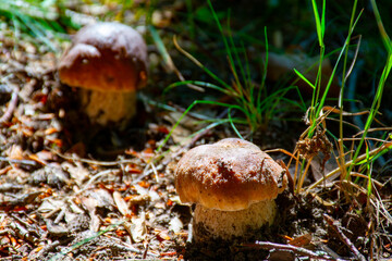 King of edible mushrooms, boletus edulis porcini cepe growing in forest