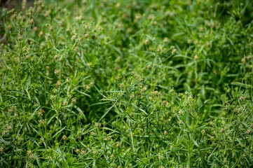 Botanical collection of medicinal and edible plants, Plantago ovata, or blond plantain, desert Indianwheat, blond psyllium plants