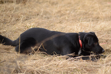 Black dog on a red leash playing outside