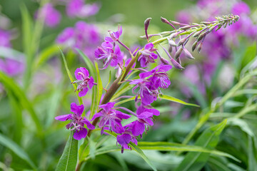 Obraz premium Ivan-tea, fireweed, delicate, pink flowers, close-up. Nature of Scandinavia