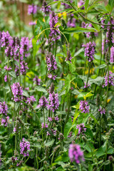Fototapeta premium Botanical collection of medicinal plants and herbs, Betonica or Stachys officinalis, hedgenettle, betony, bishopwort plant
