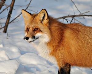 ox stock photos. Image. Picture. Portrait.  Red fox in the winter time season. Head close-up profile view. Bathing in sunlight.