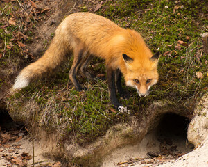 Fox Red Fox Stock Photo.  Fox Red Fox by the den burrow hole in the forest. Moss background.