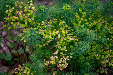 Fototapeta premium Botanical collection of medicinal and poisonous plants and herbs, Euphorbia cyparissias or cypress spurge