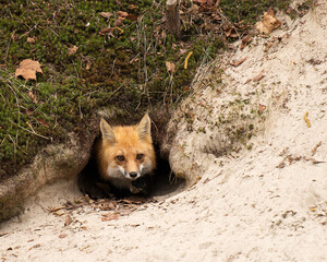 Fox Red Fox Stock Photo.  Fox Red Fox head close-up in the den hole with moss background and sand...