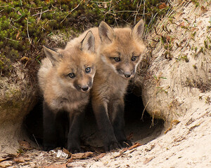 Fox Red Fox Stock Photo.  Baby foxes.  Fox mother and kids baby fox in the forest
