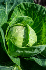 White cabbage head growing in garden