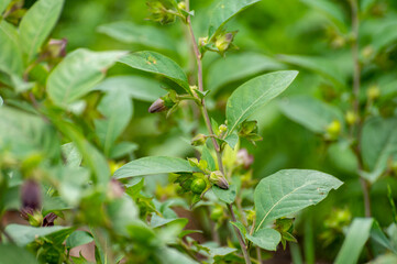 Botanical collection of poisonious plants and herbs, Atropa belladonna or belladonna or deadly nightshade plant