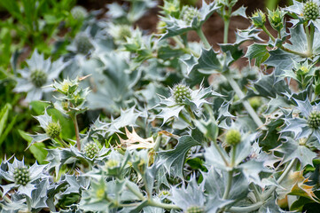 Botanical collection of medicinal plants and herbs, Eryngium maritimum or sea holly or seaside...