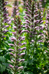 Botanical collection of decorative garden plants and herbs, Acanthus mollis, or bear's breeches, sea dock or oyster plant