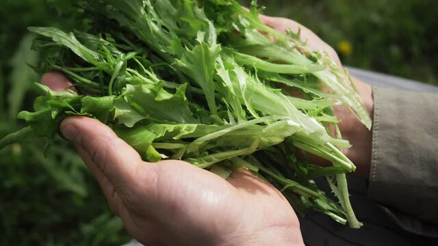 Hand of farmer picking salad and fresh arugula leaves, rucola in hydroponic greenhousе. Farmer holding fresh green herbs salad. Healthy food concept, ruccola leaves
