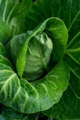 Fototapeta na wymiar White cabbage head growing in garden