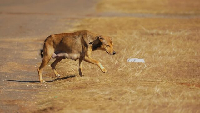 Tracking shot of feral female dog with milk hunting for food on the street, South Africa