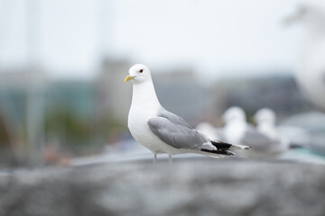 Möwe, Vogel, Meer, weiß, Urlaub