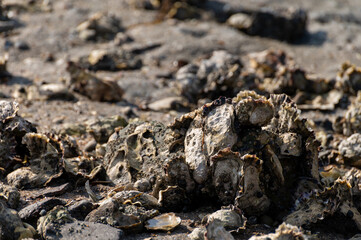Harvesting of wild oysters shellfish on sea shore during low tide in Zeeland, Netherlands