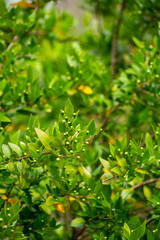 Botanical collection of medicinal plants and herbs, Myrtus communis or true myrtle plant used in aromatherapy and medicine