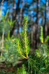 Young green shoots of commom pine tree in forest