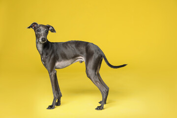 Cute Italian Greyhound dog on yellow background