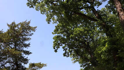 trees and sky