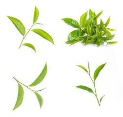 Green tea leaf collection isolated on white background.