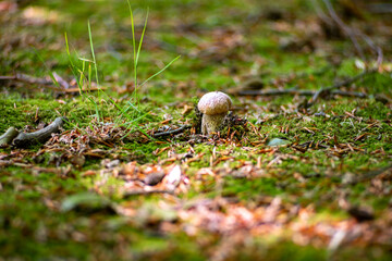 King of edible mushrooms, boletus edulis porcini cepe growing in forest