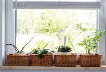 Green potted plants in basket on windowsill near window in the room at cozy home in rural style. Houseplant in stylish interior. Close up.