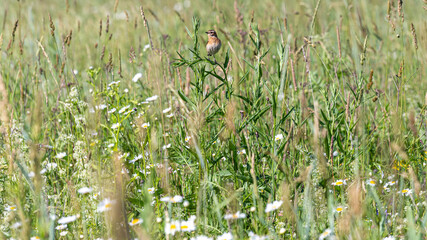 The whinchat (Saxicola rubetra) is a small migratory passerine bird breeding in Europe and western Asia and wintering in central Africa.