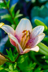 Morning dew on big colorful lily flowers in garden