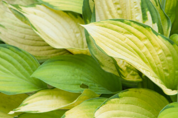 Fototapeta premium Hosta plant in a garden