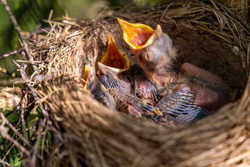 thrush nest on spruce in the forest. thrush chicks in the nest. The fieldfare (Turdus pilaris) is a member of the thrush family Turdidae.