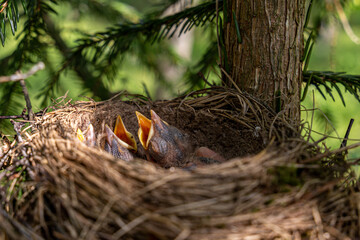 thrush nest on spruce in the forest. thrush chicks in the nest. The fieldfare (Turdus pilaris) is a member of the thrush family Turdidae.