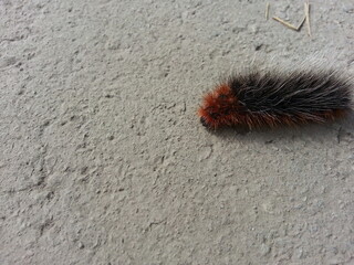 Caterpillar  Arctia caja on concrete floor