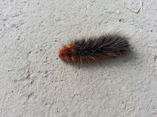 Caterpillar  Arctia caja on concrete floor