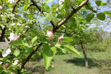 Closed flower buds of apple tree in April
