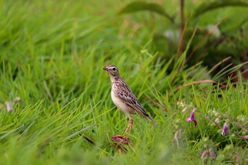 A small bird grazing on a green grass plate.its a beautiful pipit.The pipits are a cosmopolitan genus, Anthus, of small passerine birds with medium to long tails. Along with the wagtails and longclaws
