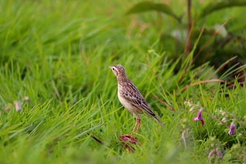 A small bird grazing on a green grass plate.its a beautiful pipit.The pipits are a cosmopolitan genus, Anthus, of small passerine birds with medium to long tails. Along with the wagtails and longclaws