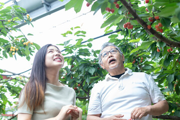 親子でサクランボ狩り